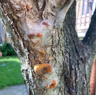 Phellinus pomaceus 