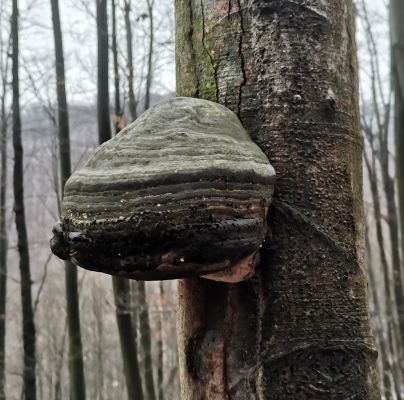 Fomes fomentarius 