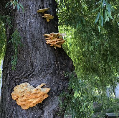 Laetiporus sulphureus 