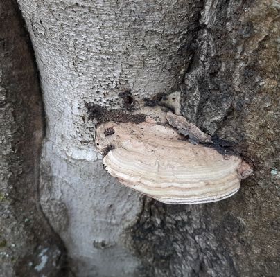 Ganoderma lipsiense 