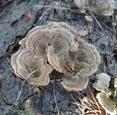 Trametes versicolor