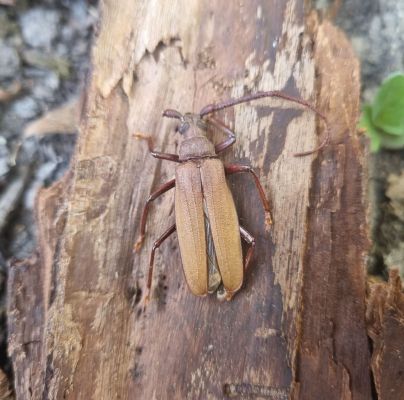 Aegosoma scabricorne 