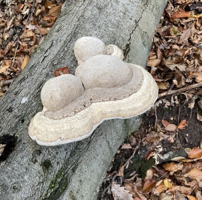 Fomes fomentarius 