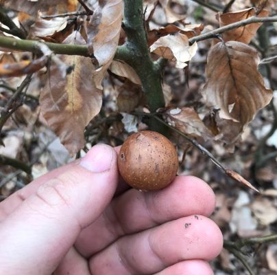 Cynips quercusfolii 