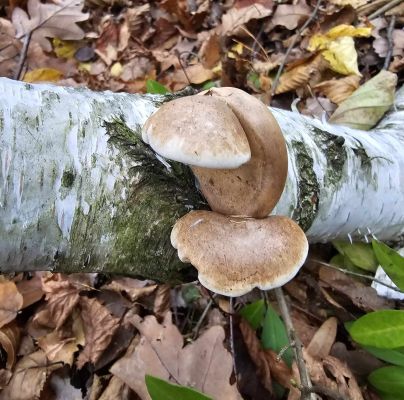 Piptoporus betulinus 