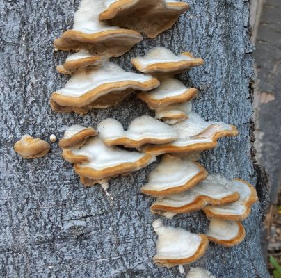 Trametes hirsuta 