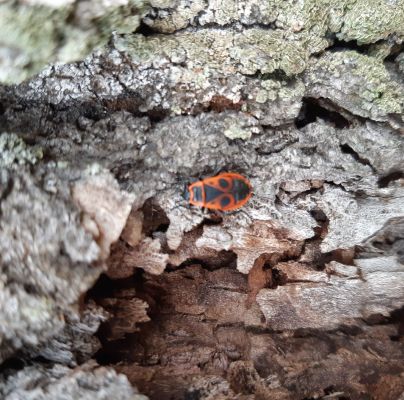 Pyrrhocoris apterus