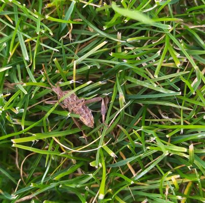 Leptoglossus occidentalis 