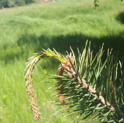 Rhyacionia buoliana 