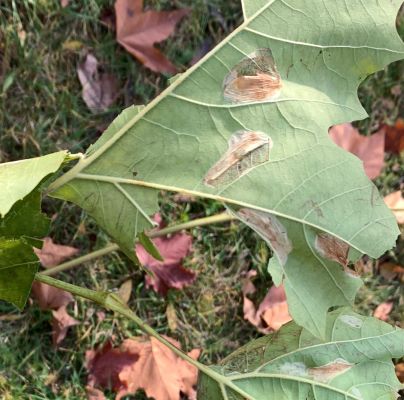 Phyllonorycter platani