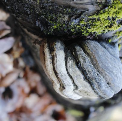 Fomes fomentarius 