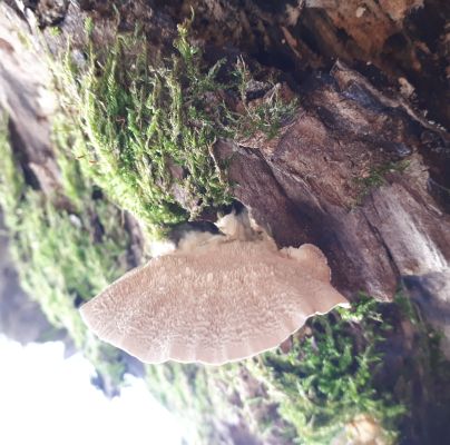 Trametes hirsuta 