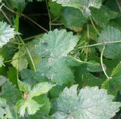 Harmonia axyridis