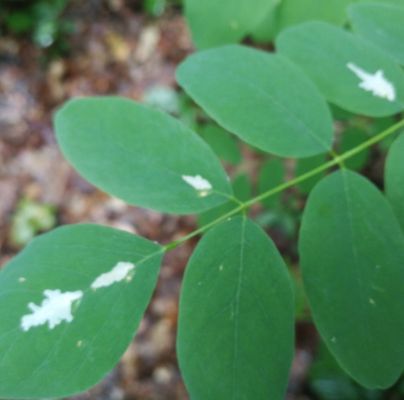 Parectopa robiniella 