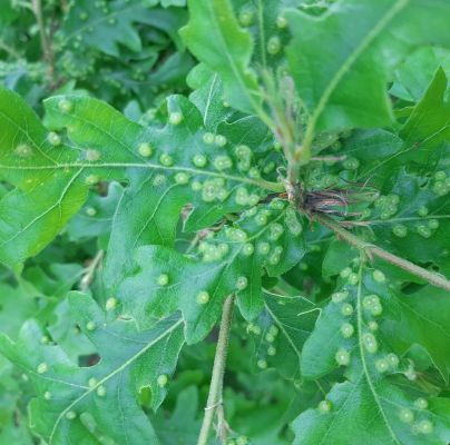 Dryomyia circinans