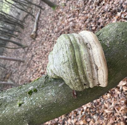 Fomes fomentarius 