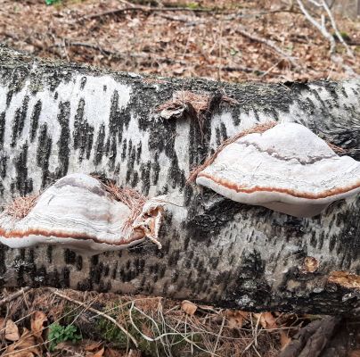 Fomes fomentarius 