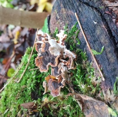 Trametes versicolor