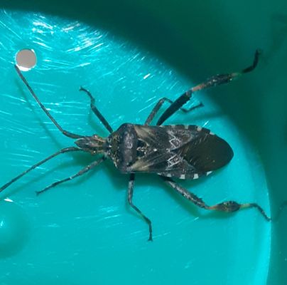 Leptoglossus occidentalis 