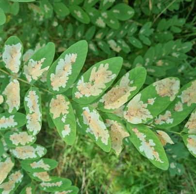 Parectopa robiniella 