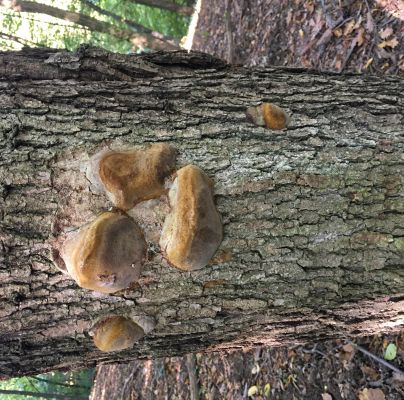 Phellinus igniarius 