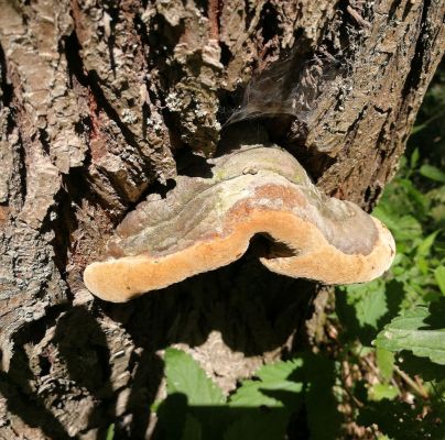 Phellinus igniarius 