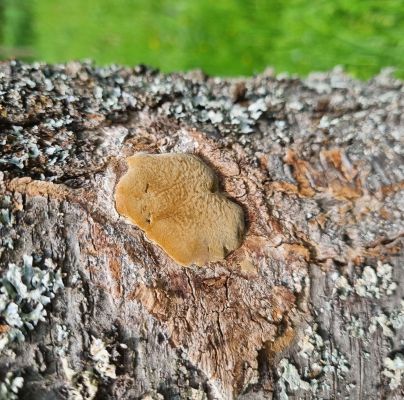 Phellinus pomaceus 