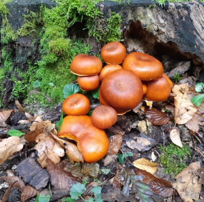 Flammulina velutipes