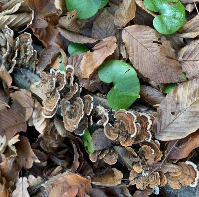 Trametes versicolor