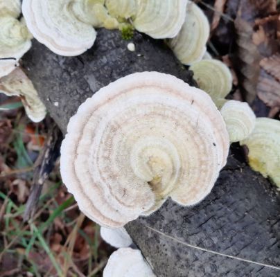 Trametes hirsuta 