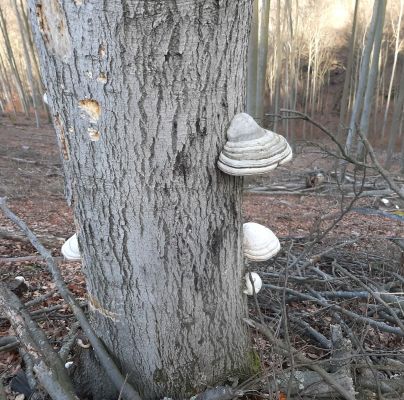 Fomes fomentarius 