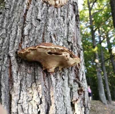 Ganoderma australe 