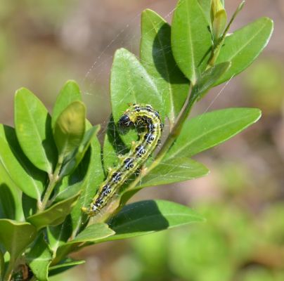 Cydalima perspectalis