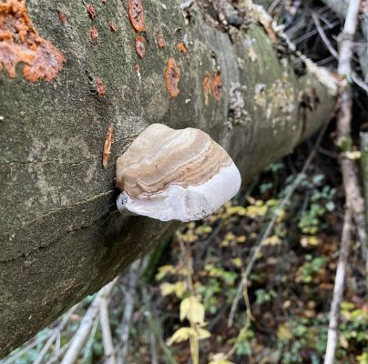 Fomes fomentarius 