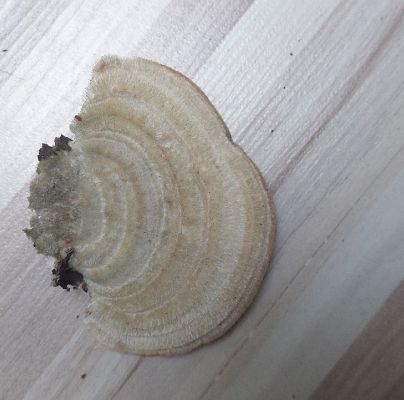 Trametes hirsuta 