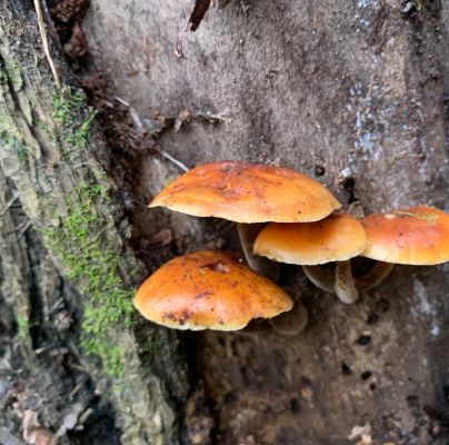 Flammulina velutipes