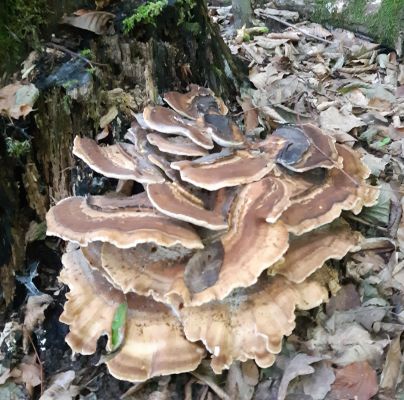 Trametes versicolor