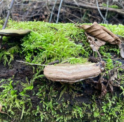 Ganoderma lipsiense 