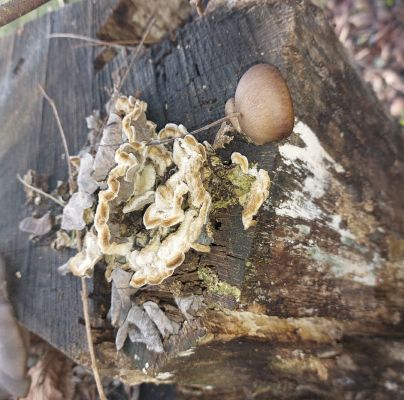 Trametes hirsuta 