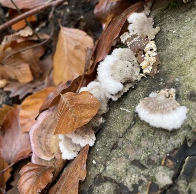 Schizophyllum commune