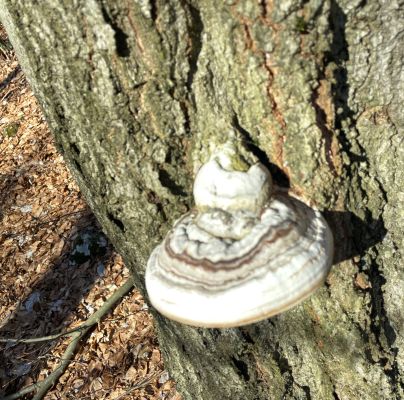 Fomes fomentarius 