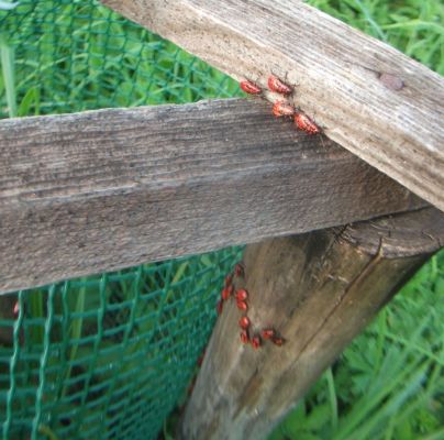 Pyrrhocoris apterus