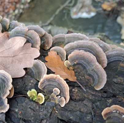 Trametes versicolor