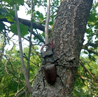 Lucanus cervus 