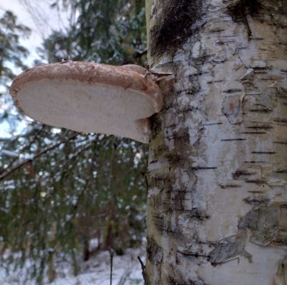 Piptoporus betulinus 