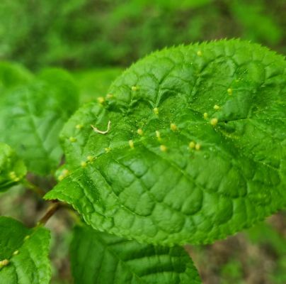 Eriophyes padi