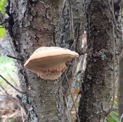 Phellinus pomaceus 