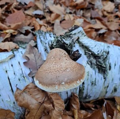 Piptoporus betulinus 