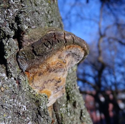 Phellinus pomaceus 