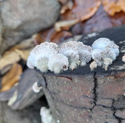 Schizophyllum commune